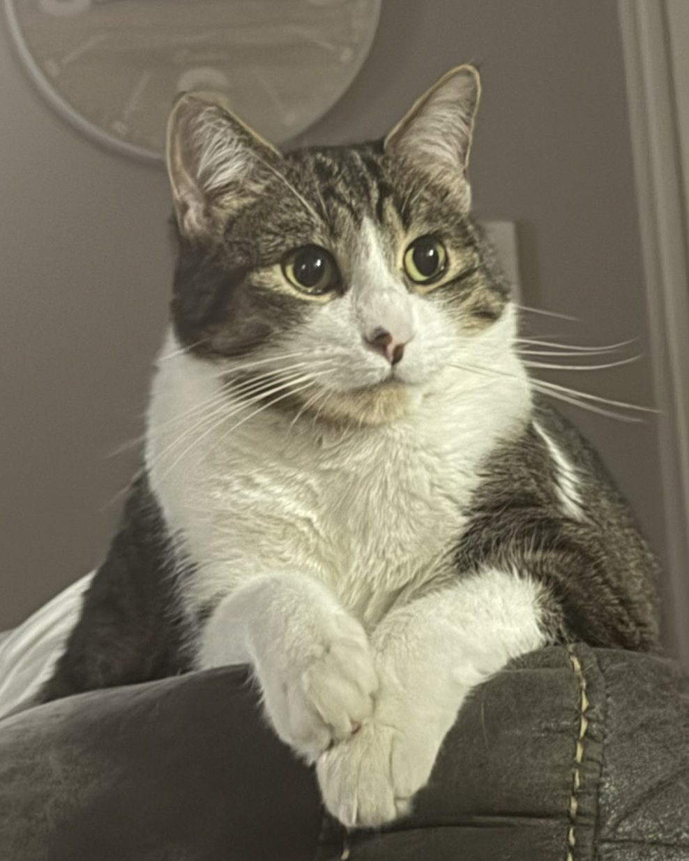 A tabby-and-white cat perched on the edge of a chair, front paws crossed, looking off to the side
